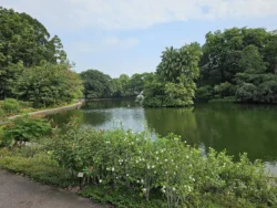 Singapore Botanic Gardens 2430393677