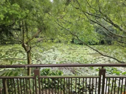 Singapore Botanic Gardens 2884911809