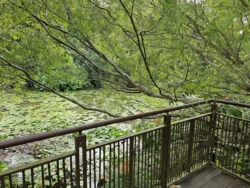 Singapore Botanic Gardens 1445060592