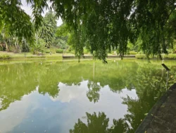 Singapore Botanic Gardens 426576737