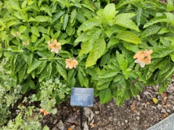 Singapore Botanic Gardens 1134424647