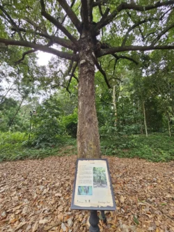 Singapore Botanic Gardens 3516302369