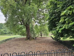 Singapore Botanic Gardens 2403522876
