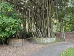Singapore Botanic Gardens 2226328918