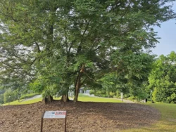 Singapore Botanic Gardens 3007724924