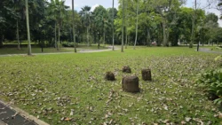 West Coast Park 3087303482