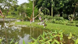Yunnan Garden (NTU) 1159199601