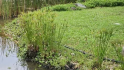 Yunnan Garden (NTU) 154735152
