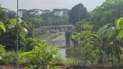 rail corridor (bukit timah) 10