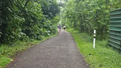 rail corridor (bukit timah) 12