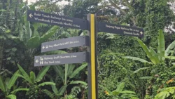 rail corridor (bukit timah) 5