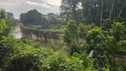 rail corridor (bukit timah) 9