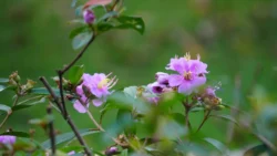 Lim Chu Kang Nature Park (Cashin House) cashin house dslr (14)
