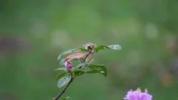 Lim Chu Kang Nature Park (Cashin House) cashin house dslr (15)