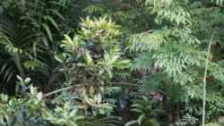 Lim Chu Kang Nature Park (Cashin House) cashin house dslr (23)