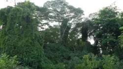 Lim Chu Kang Nature Park (Cashin House) cashin house dslr (28)