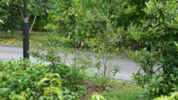 Lim Chu Kang Nature Park (Cashin House) cashin house dslr (30)
