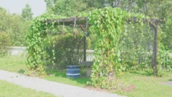 Lim Chu Kang Nature Park (Cashin House) cashin house dslr (67)